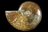 2 to 2 1/2" Flashy, Red Iridescent Ammonite Fossil - Photo 3